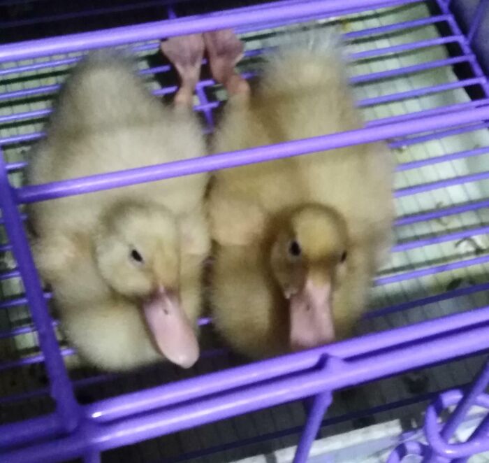 Rate My Ducks
