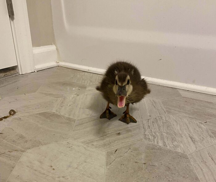 Rescued This Angry Bean From The Highway. No Mom In Sight. She’s Now Safely With A Local Waterfowl Rescue!