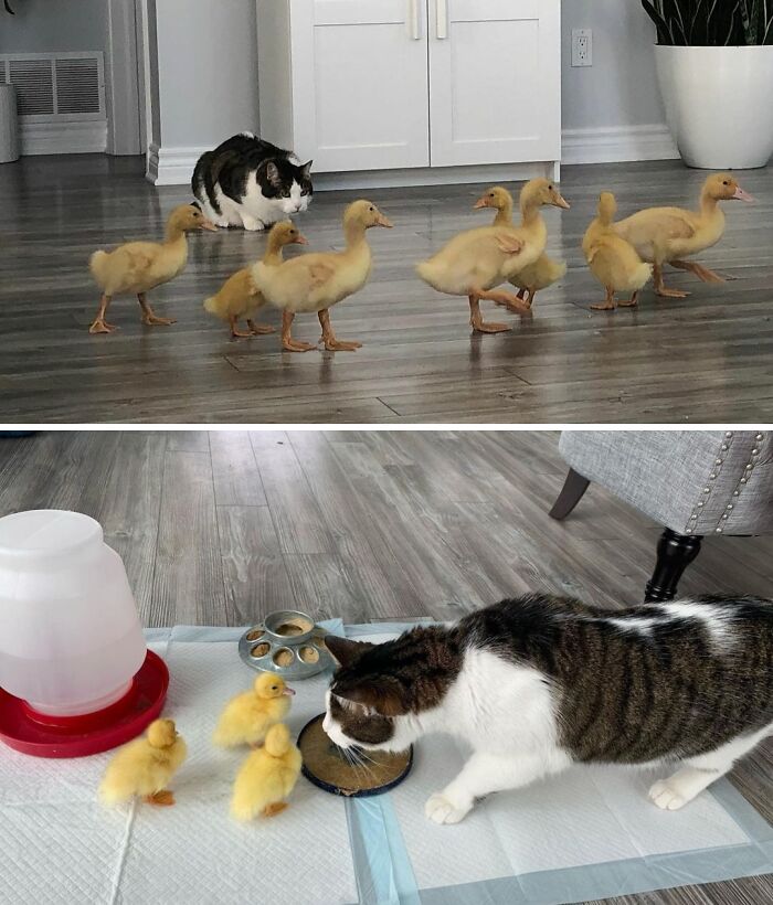 Prince Toby Has Always Loved The Ducks