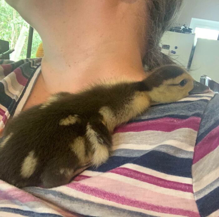 Cute duck resting on a person's shoulder, featuring dark and yellow feathers.