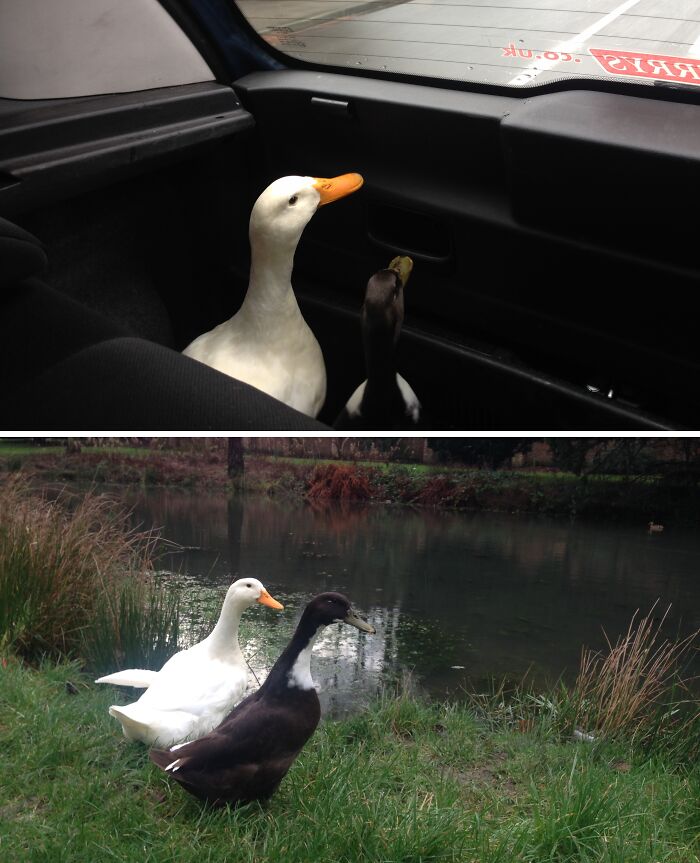 They Will Never Be Tough Fluffs, Tried To Leave Them To Adventure For Themselves And They Freaked Out And Ran Back To Me