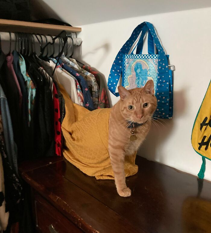 Julien Got Himself Stuck In My Shirt And Didn’t Know What To Do About It