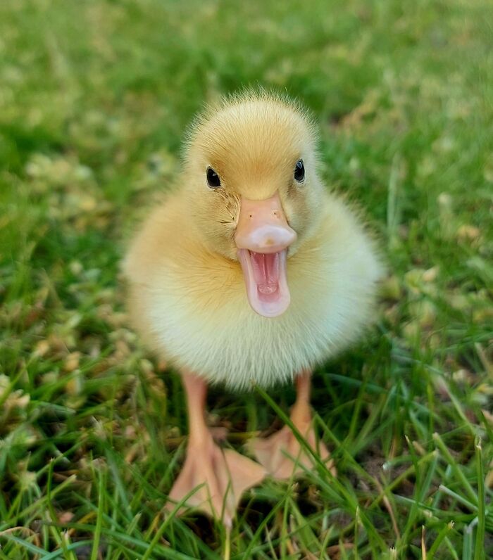 New Member Of The Family