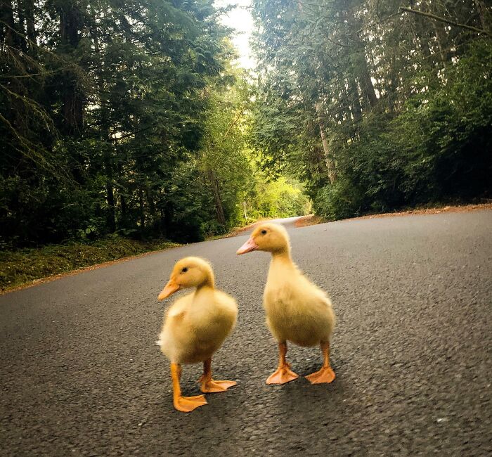 Out For A Walk In The Forest