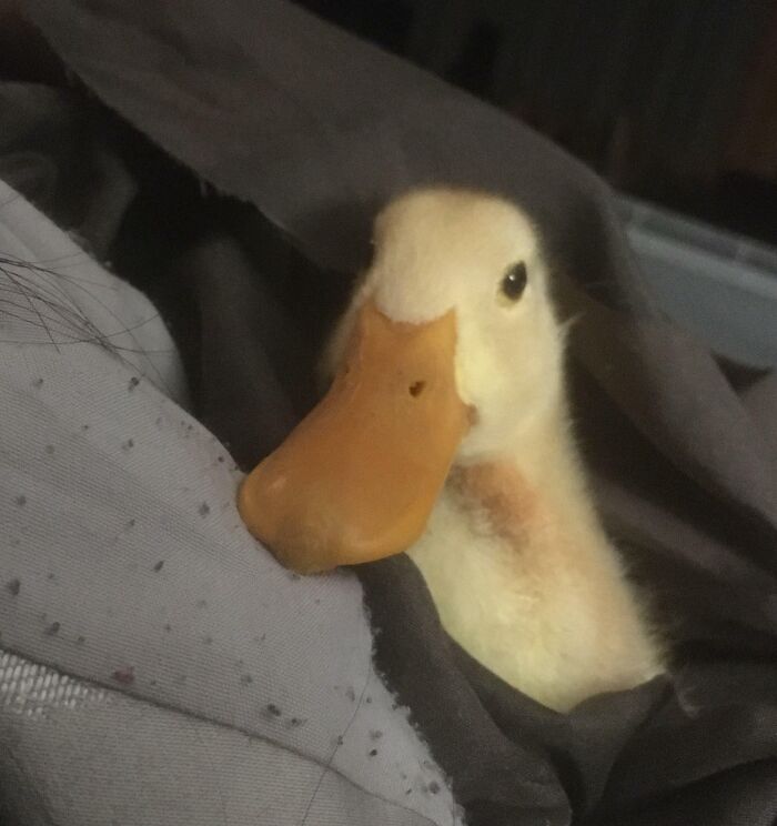 Our Lulu When She Was A Few Weeks Old