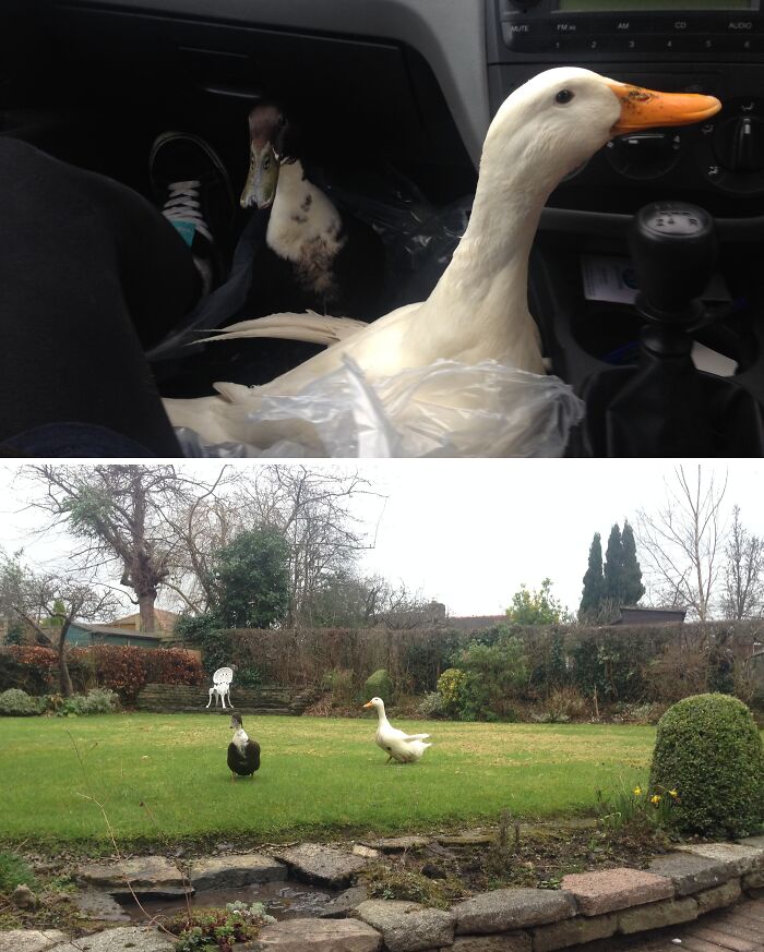 Took My Ducks On Their Second Adventure Today