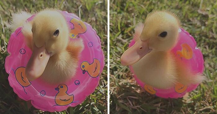 Cute duckling with a pink lifebuoy in the grass, showcasing adorable charm.