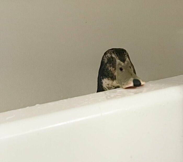 Bowie Relaxing Less Than 10 Minutes After He Lectured Me Last Night For Not Being A Good Mother And Tucking Him In. This Is The Face Of A Spoiled Baby