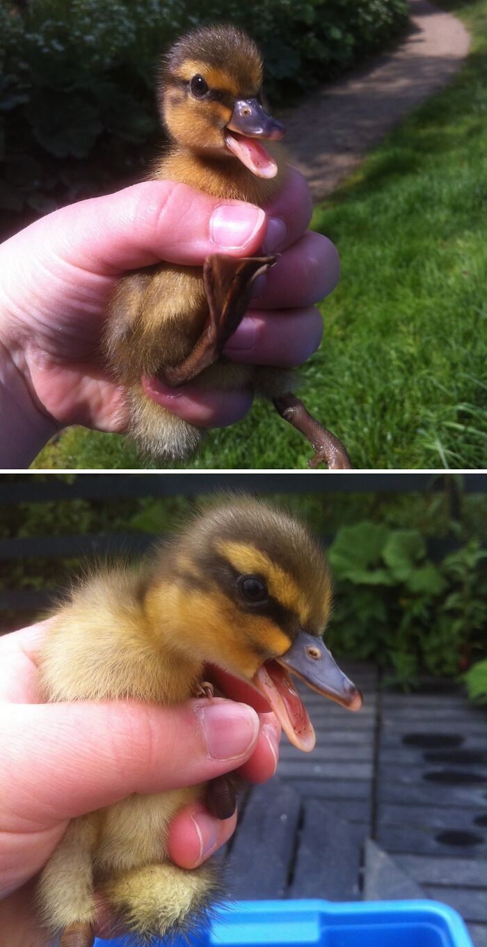 Person holding a cute dark and yellow duckling, with greenery in the background.