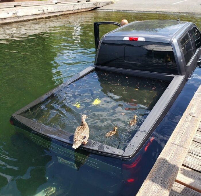 Baby Ducks In The Lake