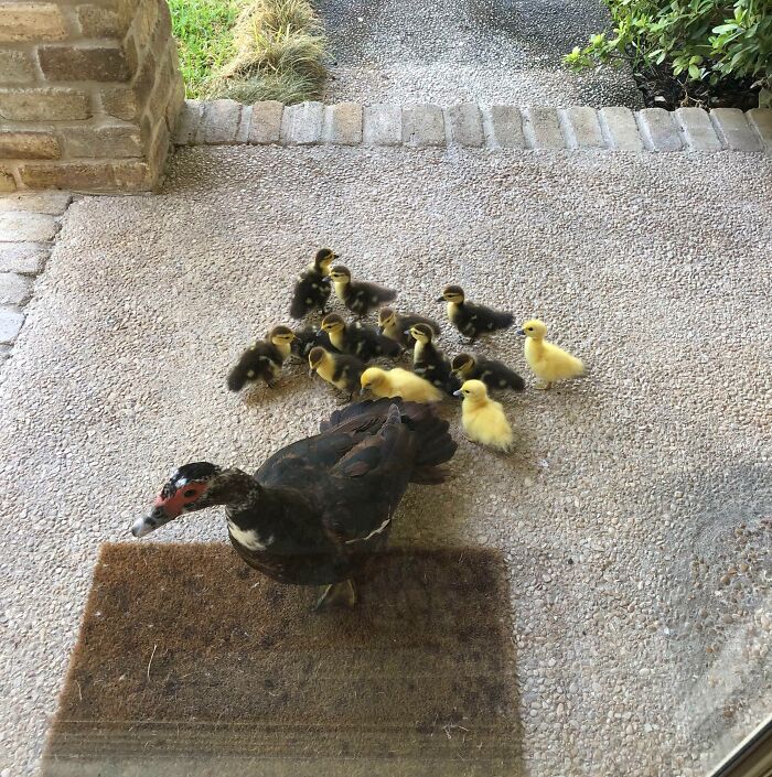 Black duck with a brood of cute black and yellow ducklings walking on a porch.