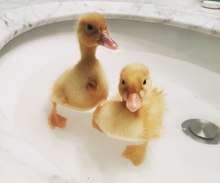 Two cute yellow ducks splashing together in a bath.
