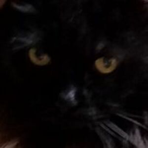 colleenlemoine avatar