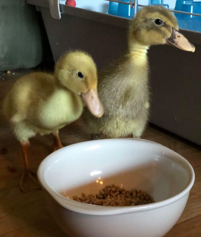 Two cute yellow ducks standing beside a bowl, looking curiously.