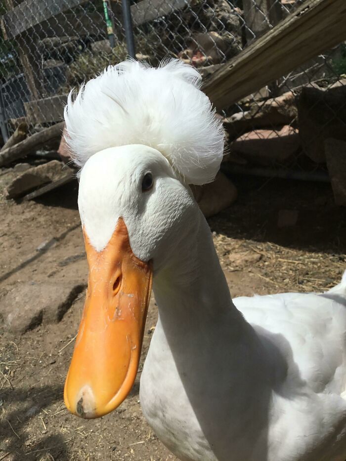 This Is Don, He Fights Bears