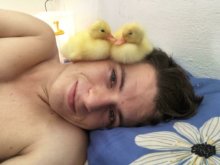 Person lying with two cute yellow ducks on their head, smiling peacefully on a blue pillow.