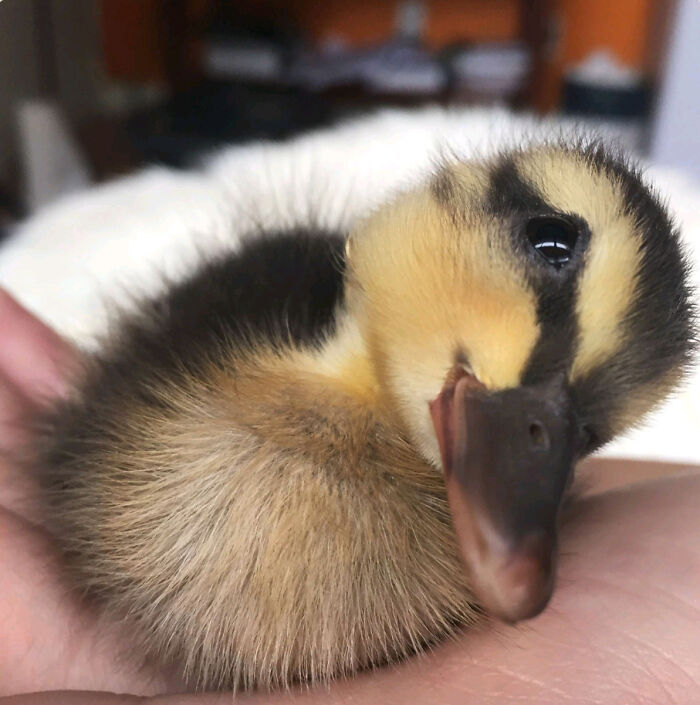 Person gently holding a cute dark and yellow duckling.
