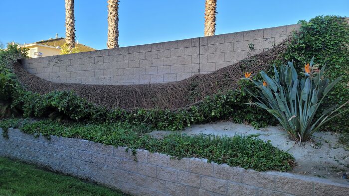 16 Years Of Ivy Growth Destroyed In A Single Night Of High Winds. The Entire Brick Wall Was Covered To The Top