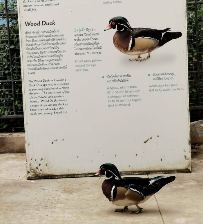 Cute wood duck walking near an informational sign, showcasing its colorful plumage.