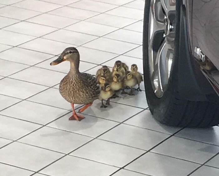 Mother duck with cute ducklings walking past a car wheel on a tiled floor.