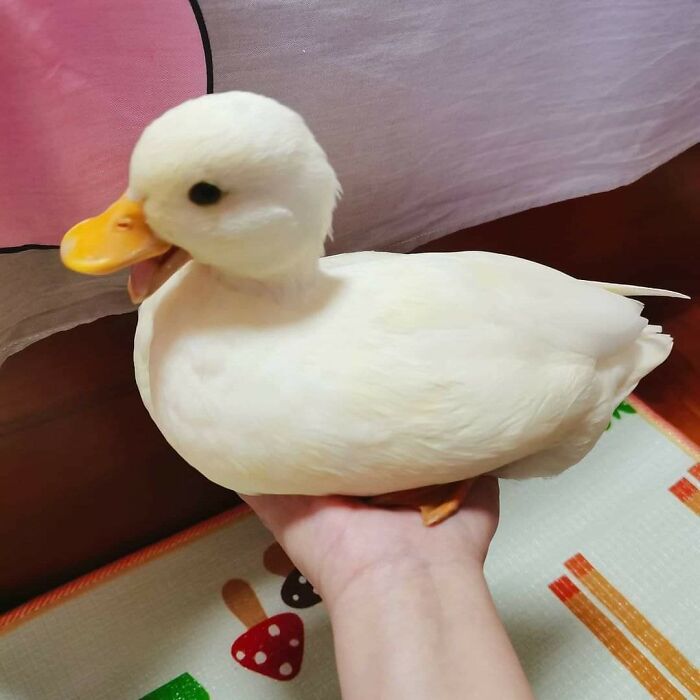 Cute Duck