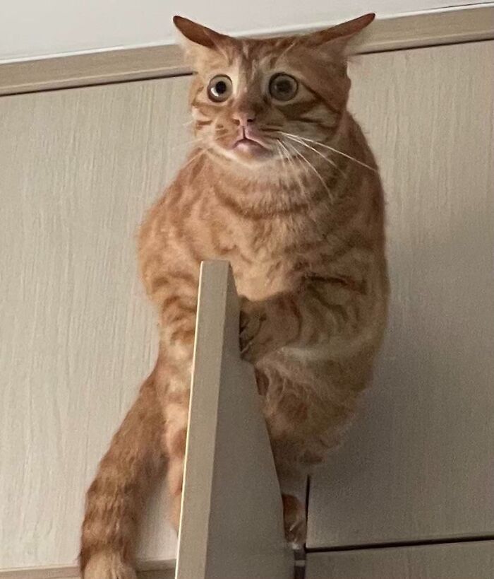 My Boy Got Stuck On Top Of The Wardrobe Door Today