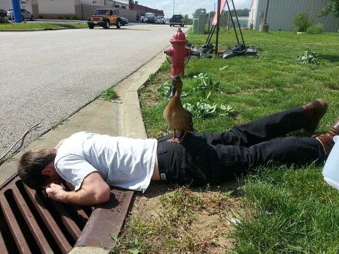 What'd You Do Today? Not Much, Just Saved Some Baby Ducks