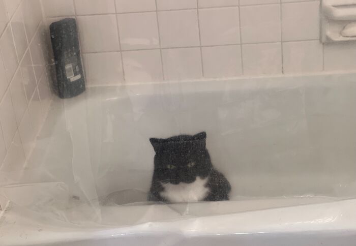 I Heard Pawing And Complaining, Turns Out He Got Himself Stuck In The Bath