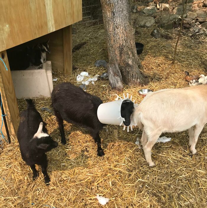 Feck (Goat Tried To Eat Chicken Food)