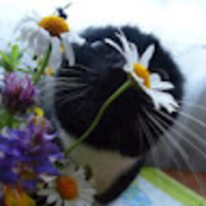 isavedickbygivingitcpr avatar