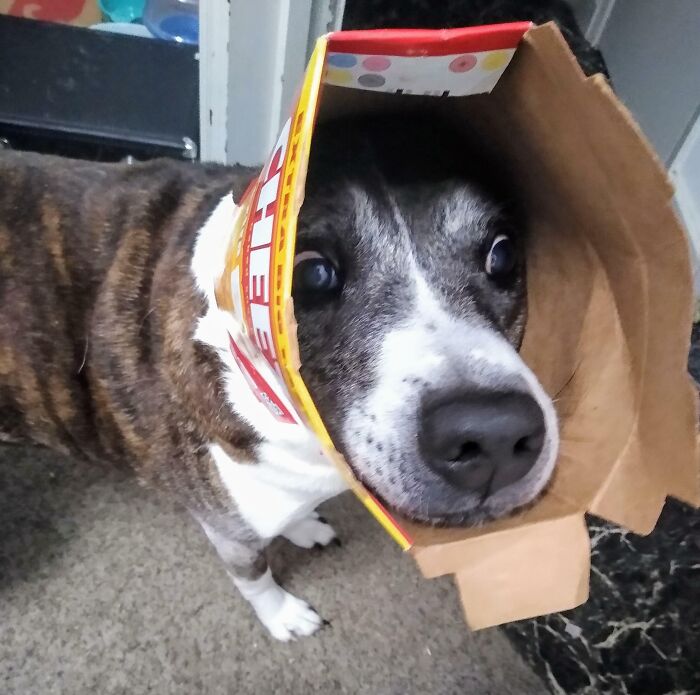 Woke Me Up To Get A Cheez-It Box Off His Head