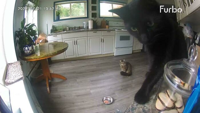 Checking In On My Cats, I Thought One Grew A Lot Bigger And The Other A Lot Smaller