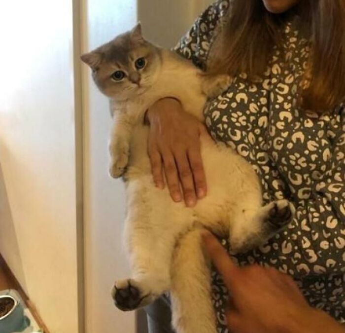 My Sister's Hand Passing Through My Cat's Body