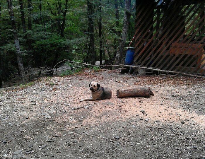 Long Dog With A Section Missing