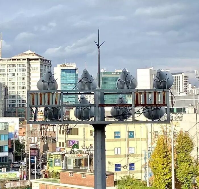 I Thought 8 Pigeons Were Staring At Me Menacingly