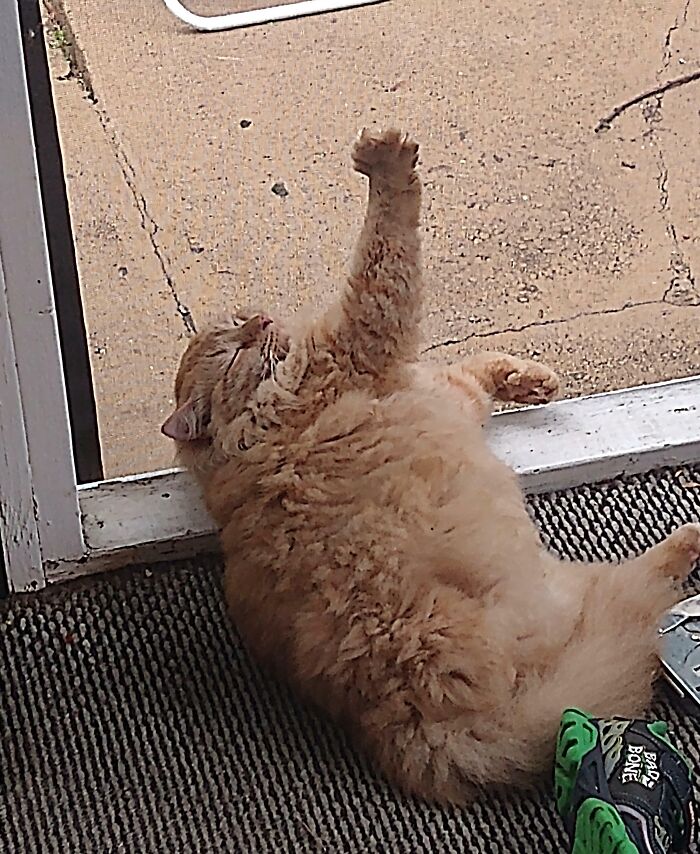 He Got Stuck In The Screen Then Fell Asleep