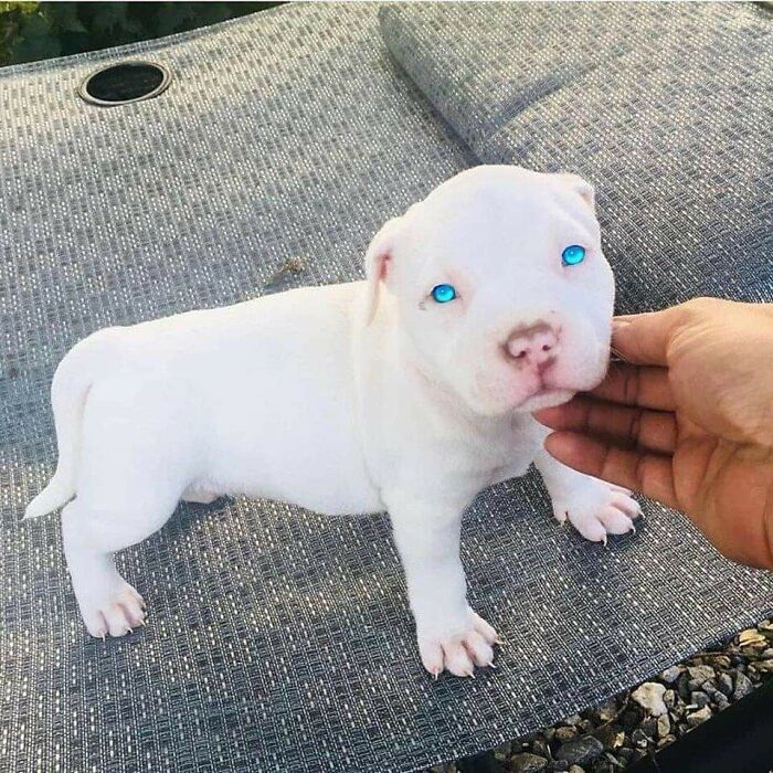 "¡Mira esos increíbles ojos! Son hipnóticos"