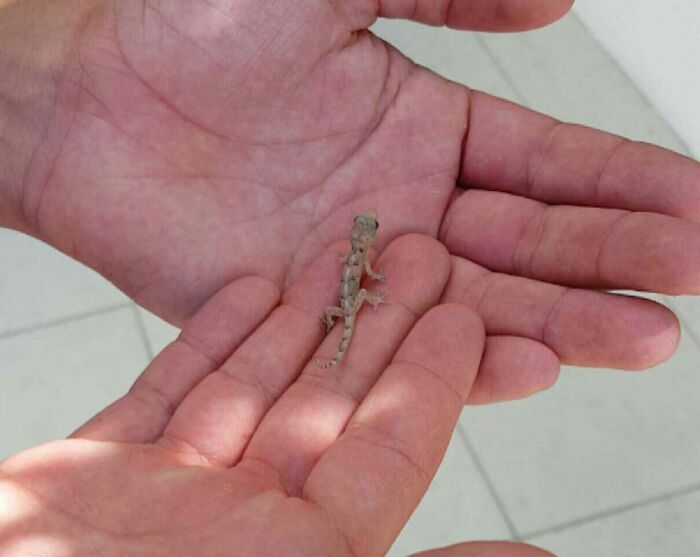 Super Cute Lizard