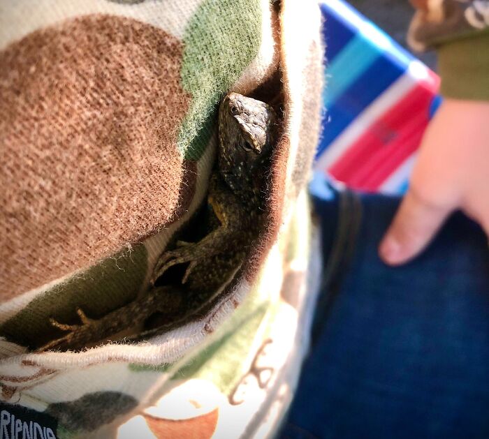 A Cute Blue Belly Lizard I Found That Became My Friend! I Had To Let Her Go Because I Couldn't Keep Her