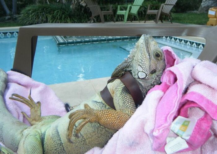 I Now Understand What The Term Lounge Lizard Means. 4' Of Cute Concentrate