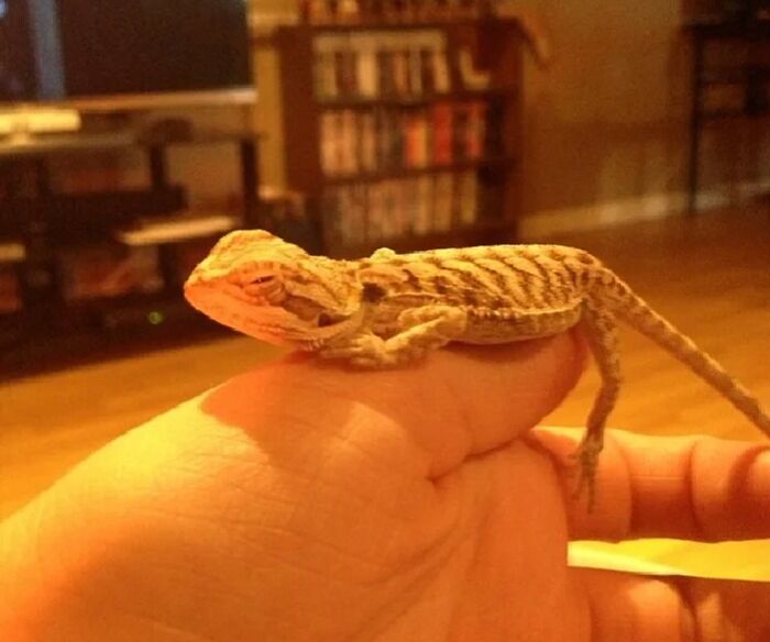 My Baby Bearded Dragon Thor Sleeping On My Hand. Who Says Lizards Aren't Cute