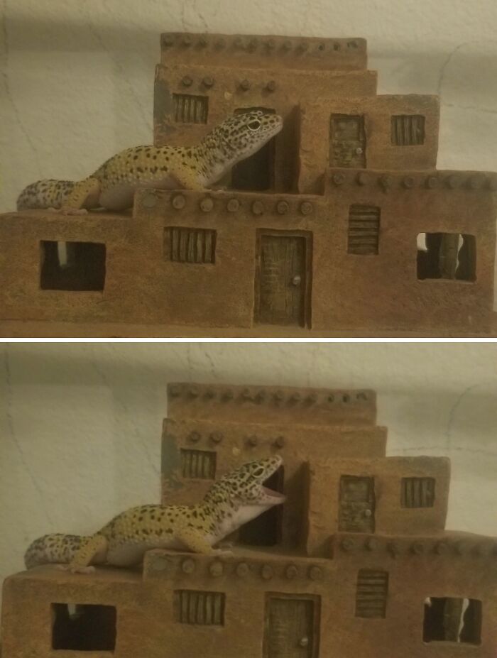Lizard Yawn Is Very Cute
