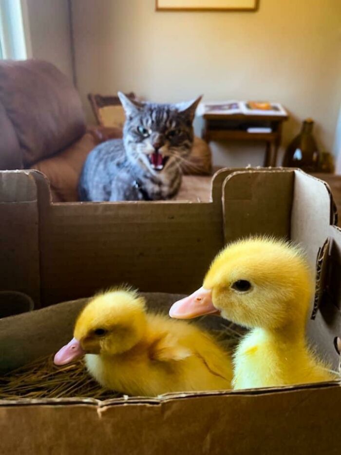 Stormy Was Not Thrilled About The Arrival Of Our Girls Back In August