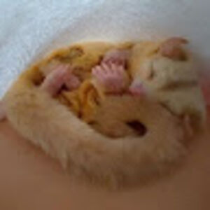 rachelrosalez avatar