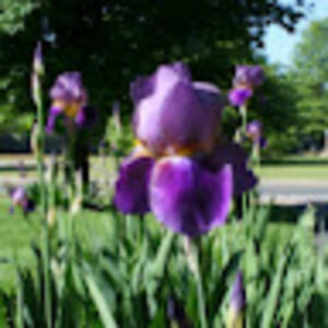 mariannejerzyk avatar