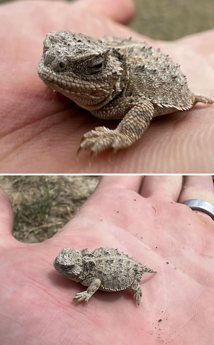 Juvenile Short-Tailed Horned Lizard