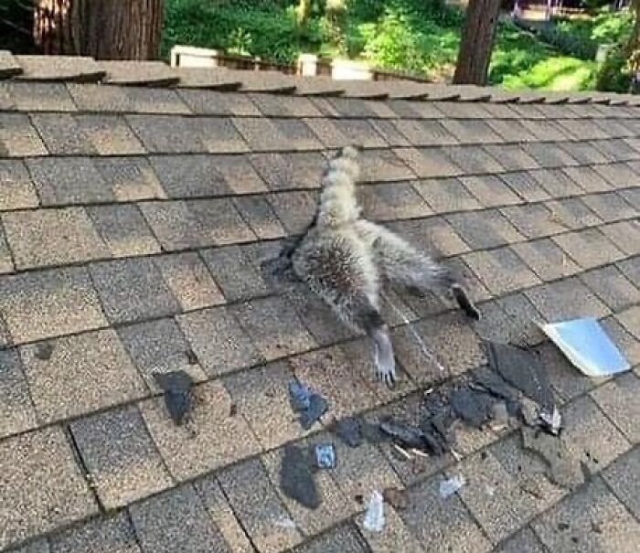 A Raccoon Had Chewed Through The Roof And Had Gotten Herself Stuck
