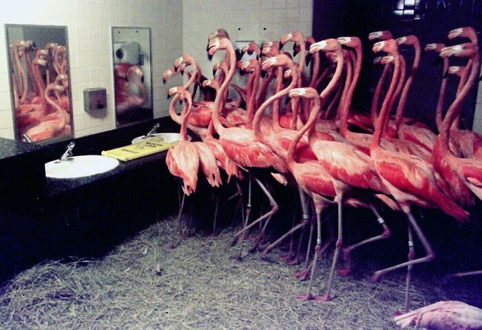 En 1992, el zoo de Miami puso a 30 flamencos en unos servicios para protegerlos del huracán Andrew