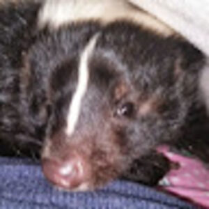 pamelaschramke avatar