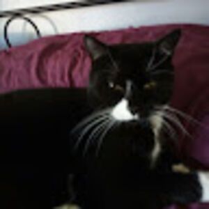 annetteoconnor avatar